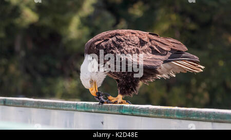 A mature bald eagle stands on a wharf, holding a small bird in its talons, tearing apart and eating its prey (coastal British Columbia). Stock Photo