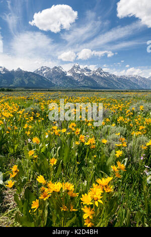 Arrowleaf Balsamroot (Balsamorhiza sagittata) flowering along Antelope Flats Road with Teton Range in the background, Grand Teton National Park, Wyoming, USA, June. Stock Photo