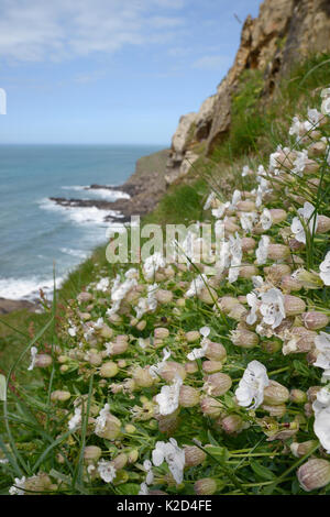 Sea campion (Silene maritima) flowering on slumping cliff, Widemouth Bay, Cornwall, UK, May. Stock Photo