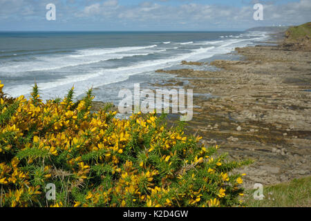 Western Gorse (Ulex gallii) bushes flowering on a coastal cliff edge above a rocky shore, Widemouth Bay, Cornwall, UK, September. Stock Photo