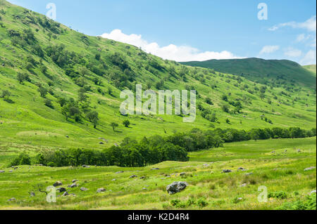 Alder trees (Alnus glutinosa) Glen Finglas, West Dumbartonshire, Scotland, UK, July. Stock Photo