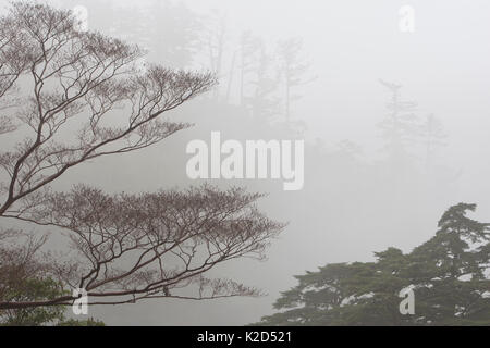 Trees in mist, Yakushima Island, Japan, November 2008. Stock Photo