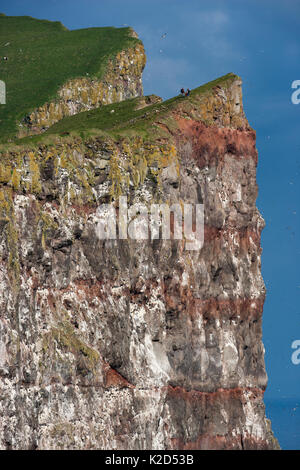 Seabirds nesting and flying past Latrabjarg cliff, with people on cliff top, West Fjords, Iceland, July 2007. Stock Photo