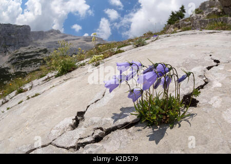 Fairy's thimble flower (Campanula cochleariifolia) growing in a crack running through a limestone slab. Triglav National Park, Julian Alps, Slovenia. July. Stock Photo