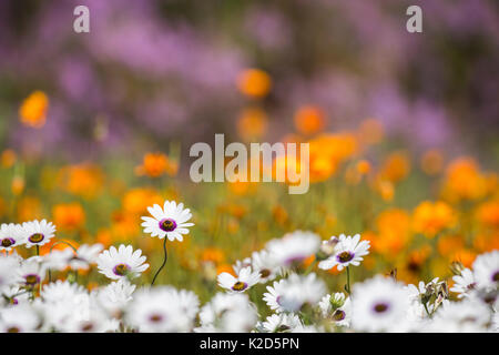 Spring flowers, Kirstenbosch Botanical Gardens, Cape Town, South Africa, September 2015 Stock Photo