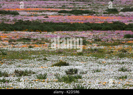 Spring wild flowers, Postberg section, West Coast National Park, Western Cape, South Africa, September 2015 Stock Photo