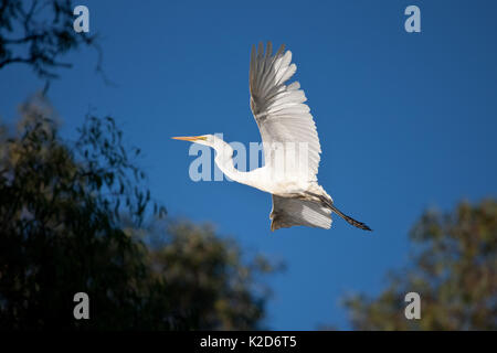Large white Egret in flight Stock Photo