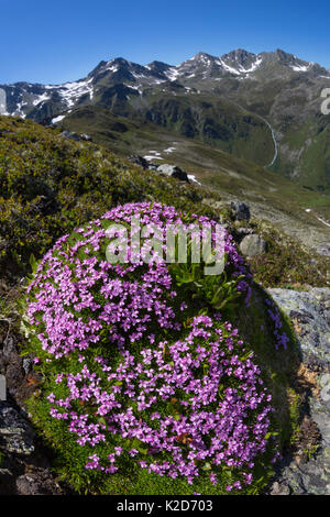 Moss Campion (Silene acaulis) photographed with a fisheye lens to show mountain environment. Nordtirol, Austrian Alps, June. Stock Photo