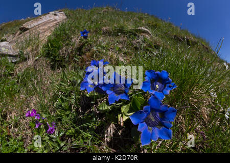 Trumpet / Stemless Gentian (Gentiana acaulis) Nordtirol, Austrian Alps. June. Stock Photo