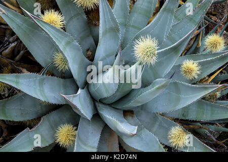 Desert agave (Agave deserti) has skewered a ball of spines shed by neighboring Cholla cactus (Cylindropuntia bigelovii) Anza-Borrego State Park, California, USA March Stock Photo