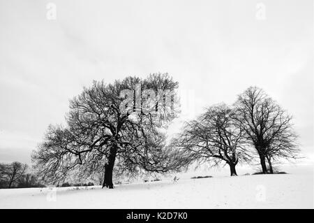 English oak tree (Quercus robur) and Beech trees (fagus sylvatica) in winter landscape, Hampstead Heath, London, England, UK. January. Stock Photo