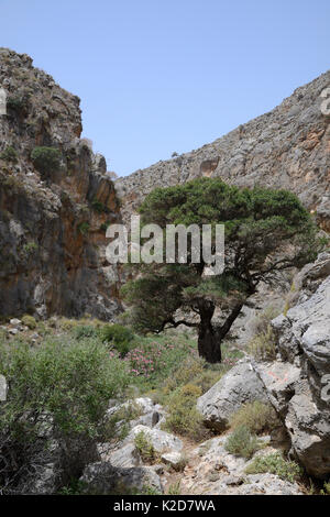 Ancient Olive tree  (Olea europaea) and flowering Oleander bushes (Nereum oleander) in Hohlakies / Chochlakies gorge, Sitia Nature Park, Lasithi, Crete, Greece, May 2013. Stock Photo