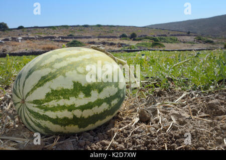 Watermelon (Citrullus lanatus) cultivated plant growing in field, Kos, Greece, August 2013. Stock Photo