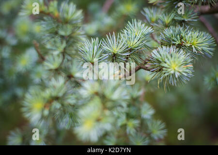 Cedrus commonly known as cedar in Kew Royal Botanic Gardens, London, United Kingdom Stock Photo