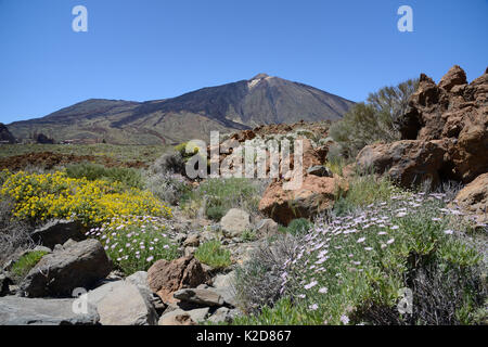 Profusion of endemic wild flowers including Shrubby scabious (Pterocephalus lasiospermus), Teide wallflower (Erysimum scoparium), Teide sticky broom (Adenocarpus viscosus) and Teide white broom (Spartocytisus supranubius) growing on the volcanic slopes of Europe's highest mountain, El Teide, Tenerife, May. Stock Photo