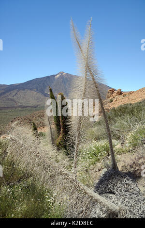 Dried skeletons of Mount Teide bugloss / Tower of jewels / Red Tajinaste (Echium wildpretii) flower spikes in the Las Canadas caldera below Mount Teide, Teide National Park, Tenerife, Canary Islands, May. Stock Photo