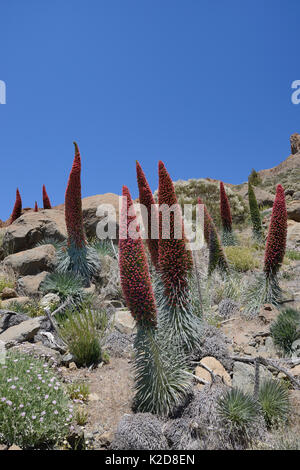 Mass of Mount Teide bugloss / Tower of jewels / Red Tajinaste (Echium wildpretii) flowering spikes in the Las Canadas caldera, Teide National Park, Tenerife, May. Stock Photo