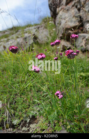 Carthusian Pink/ Cluster-headed pink (Dianthus carthusianorum) flowering among limestone rocks on Mount Maglic, Sutjeska National Park, Bosnia and Herzegovina, July. Stock Photo