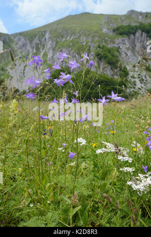 Spreading bellflower (Campanula patula) flowering alongside Common yarrow (Achillea millefolium) in alpine grassland, Zelengora mountain range, Sutjeska National Park, Bosnia and Herzegovina, July.