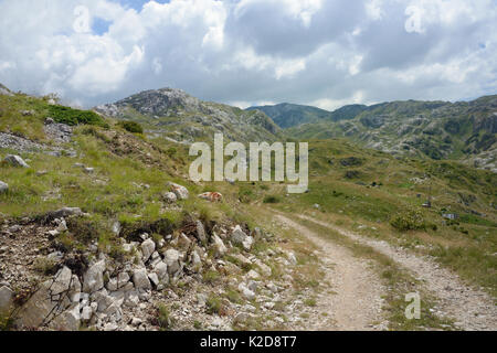 Track leading towards the limestone mountains of Durmitor National Park, Montenegro, July 2014. Stock Photo