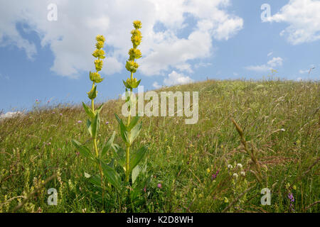 Great yellow gentian (Gentiana lutea ssp. symphyandra) flowering spikes on Piva plateau, near Trsa, Montenegro, July. Stock Photo