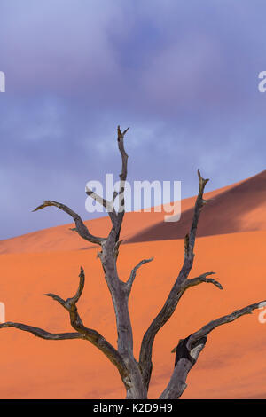 Ancient dead Camelthorn tree (Vachellia erioloba) in Deadvlei, Sossusvlei Salt Pan, Namib Naukluft National Park, Namibia Stock Photo