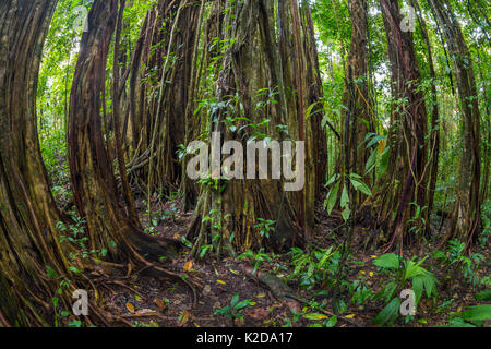 Strangler fig (Ficus zarazalensis) a species endemic to the Osa Peninsula, growing in lowland rainforest, Osa Peninsula, Costa Rica Stock Photo