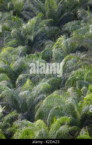 Palm oil (Elaeis sp) tree plantation, Osa Peninsula, Costa Rica. Stock Photo