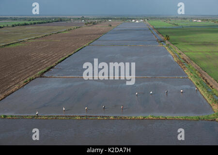 Rice production Coastal area Mahaica Miconi Guyana South America Stock Photo