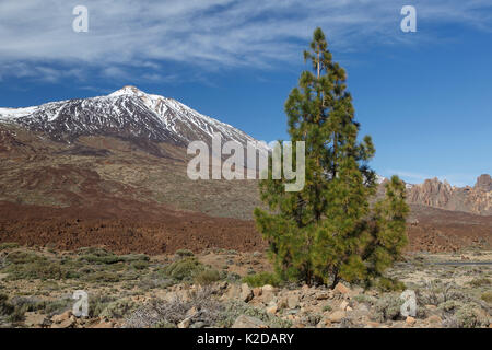 Canary Island pine (Pinus canariensis) and Mount Teide, Tenerife, Canary Islands, Spain.  Endemic to four of the Canary Islands Stock Photo