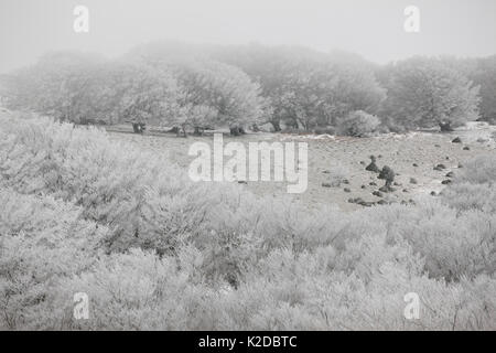 European Beech (Fagus sylvatica) trees in  frost, Alberes Mountains, Pyrenees, France, February. Stock Photo