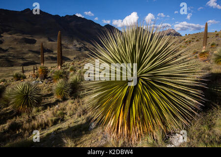 Queen of the Andes (Puya raymondii) plants in steppe, Cordillera Blanca ...