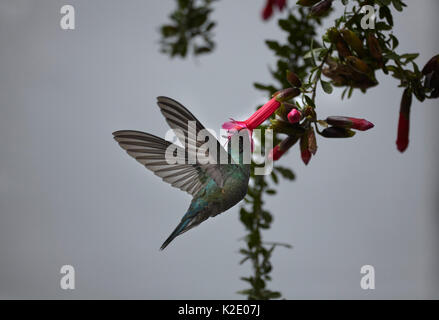 Hummingbird, Cusco, Peru, South America Stock Photo