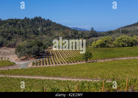 grape vineyard, grape vineyards, vineyards, view from outdoor tasting  terrace, Joseph Phelps Vineyards, Saint Helena, Napa Valley, California  Stock Photo - Alamy