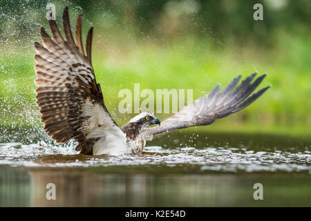 Fish eagle (Pandion haliaetus) while hunting in splashing water, Highlands, Scotland, United Kingdom Stock Photo