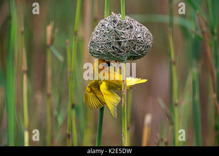 Eastern Golden Weaver, (Ploceus subaureus), adult male on the lookout, at nest, balancing, Saint Lucia Estuary Stock Photo