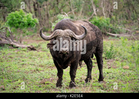 Cape buffalo (Syncerus caffer), adult watchful, Hluhluwe Umfolozi National Park, Hluhluwe iMfolozi National Park, KwaZulu Natal