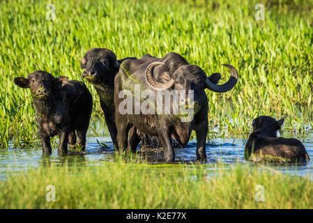 Wild Asian water buffalo (Bubalus arnee) in the swamp area, Pantanal, Mato Grosso do Sul, Brazil