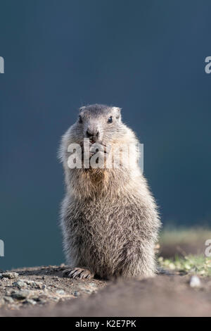 Alpine Marmot (Marmota marmota), standing young animal, Hohe Tauern National Park, Carinthia, Austria Stock Photo