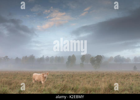 Highland cow in misty field at dawn, Glenfeshie, Cairngorms National Par, Scotland, UK, October 2013. Stock Photo