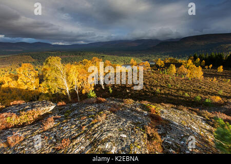 Silver birch (Betula pendula) trees overlooking Rothiemurchus Forest in evening light, Cairngorms National Park, Scotland, UK, October 2013. Stock Photo