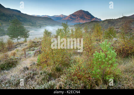 Silver birch (Betula pendula) and Scots pine (Pinus sylvestris) regeneration in area of reduced grazing, Beinn Eighe National Nature Reserve, Torridon, Highlands, Scotland, UK, October 2015. Stock Photo