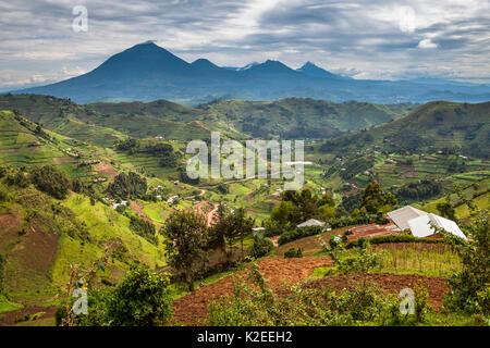 Deforestation for agriculture on hills near Bwindi Impenetrable Forest NP, Uganda. Stock Photo