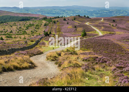 Offa's Dyke path viewed from the summit of Moel Famau in the Clwydian Mountain Range with the Vale of Clwyd in the distance, North Wales, UK, August. Stock Photo