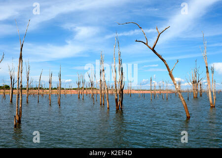 Dead Mopane trees (Colophospermum mopane) partially submerged in Lake Kariba, Matusadona National Park, Zimbabwe Stock Photo