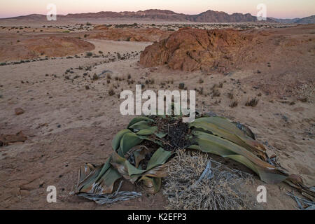 The desert endemic Welwitschia plant (Welwitschia mirabilis) at sunset near Swakopmund, Namibia. These species are among the most ancient organisms on the planet: some individuals might be more than 2000 years old. June 2016 Stock Photo