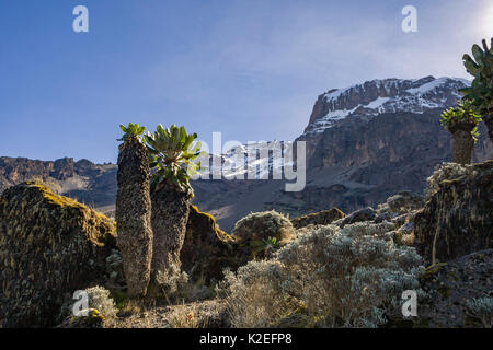 Giant groundsel (Dendrosenecio kilimanjari) along the Machame Route, Mount Kilimanjaro, Tanzania.  May 2008 Stock Photo