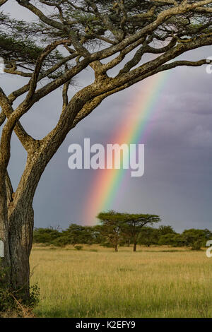 Rainbow above Umbrella thorn acacia (Vachellia tortilis) Serengeti National Park, Tanzania. Stock Photo