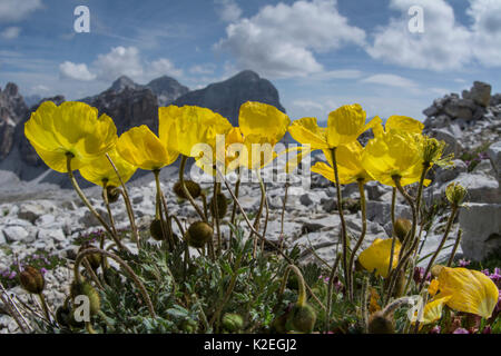 Rhaetian poppy (Papaver rhaeticum) flowers, near, Refugio Lagazuoi, Passo di Falzarego, near Cortina, Dolomites, Veneto, Italy. July. Stock Photo