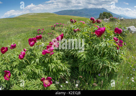 Wild peonies  (Paeonia officinalis) growing on the lower slopes of Mt Vettore, Umbria, Italy, June. Stock Photo
